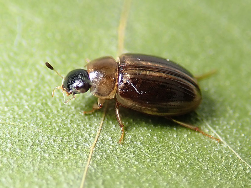 Hydrophilidae: forse Cercyon laminatus? Sì.